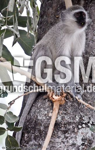 Grüne Meerkatzen (6 von 67).jpg